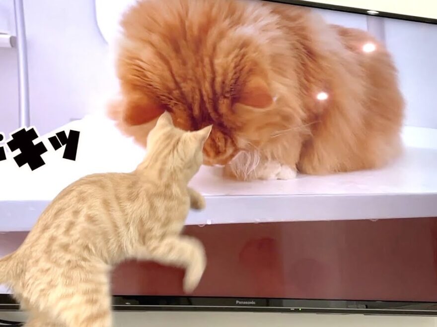 猫 動画好きな子猫 テレビの中の巨大な兄猫にビックリ ブリティッシュショートヘア ワイ動画まとめ