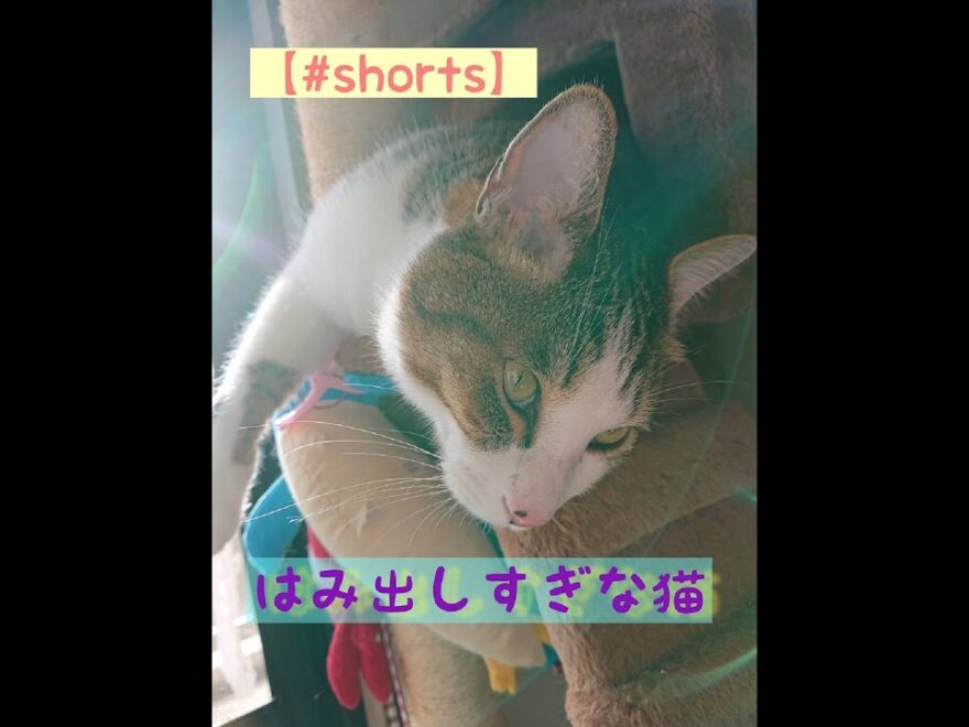 猫】【＃shorts】＃cat#保護猫＃ショート動画＃はみ出しすぎな猫#猫 