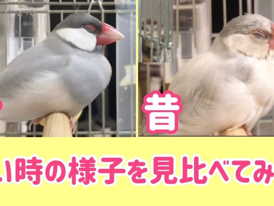 鳥 今も昔もウトウト顔が可愛い文鳥よもぎ 癒し動物 面白い動物 Java Sparrow ワイ動画まとめ