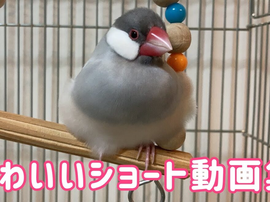 鳥 かわいい文鳥のショート動画10個 文鳥よもぎ こむぎ 癒し動物 面白い動物 Java Sparrow ワイ動画まとめ