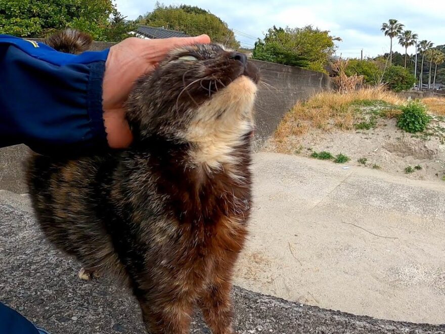 【猫】漁港の防波堤で見掛けた野良猫、撫でると凄い人懐っこい猫だった ワイ動画まとめ