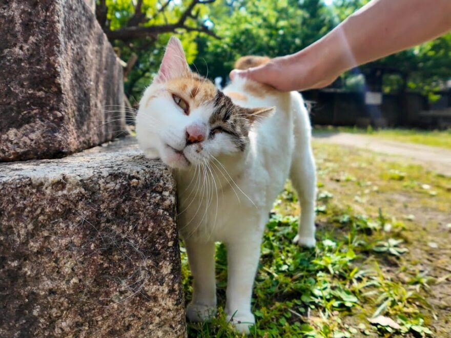 【猫】朝の神社で見掛けた三毛猫を撫でると喜んで石灯籠にスリスリしだした ワイ動画まとめ